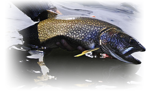 best-lake-trout-fishing-ont