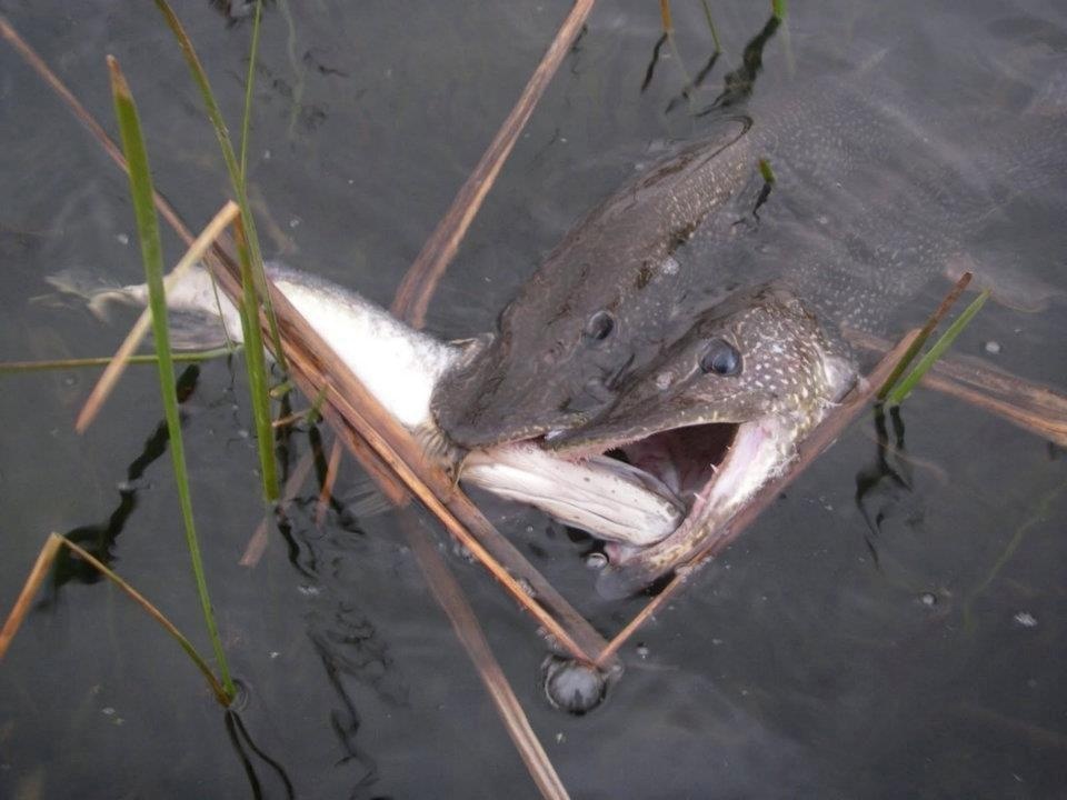 Northern Pike - Woman River Camp