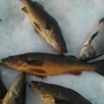 walleye ice fishing