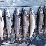 lake trout fishing