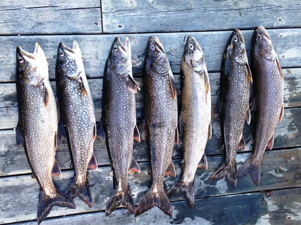 Ontario lake trout fishing lodge & camp