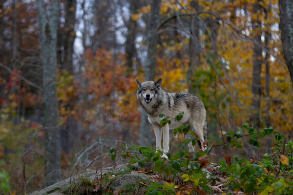 timber wolf