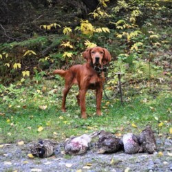 dog hanging out in woods