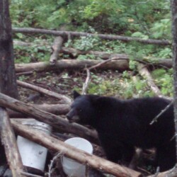 Bear Hunting in Ontario