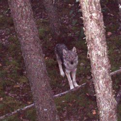 A white and black wolf in the woods.