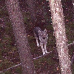 A white and black wolf in the woods.