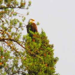 bald-eagle-overlooks-canadian-fishing-lake