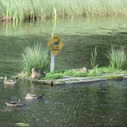 ducks-at-the-duck-crossing-sign