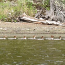 ducks-swimming-in-a-row-ear-falls-ontario