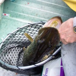 northern pike fishing