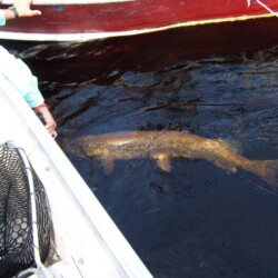 walleye fishing