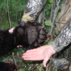 bear hunting