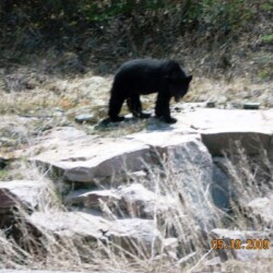 bear hunting