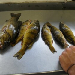 walleye fishing