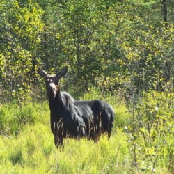 moose hunting