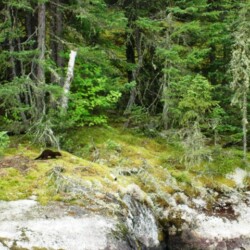 wilderness of woman river camp