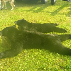 bear hunting