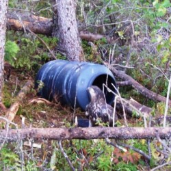 bear hunting