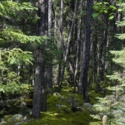 wilderness of woman river camp