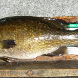 Smallmouth Bass Fishing