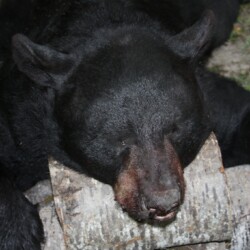 bear hunting