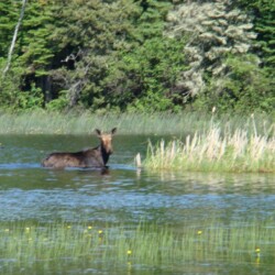 wilderness of woman river camp