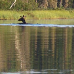 moose hunting