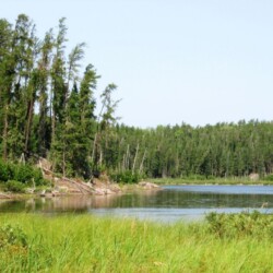 moose hunting