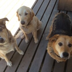 dogs visiting woman river camp