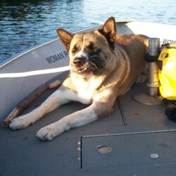 dogs visiting woman river camp