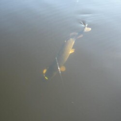 northern pike fishing