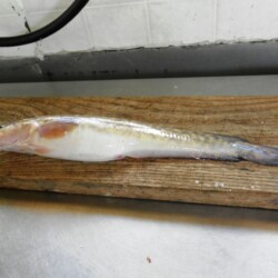 walleye fishing