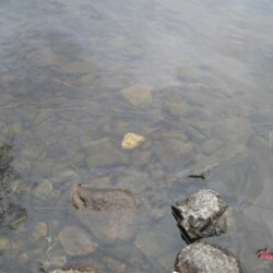 lake trout fishing