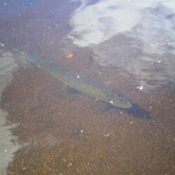 northern pike fishing