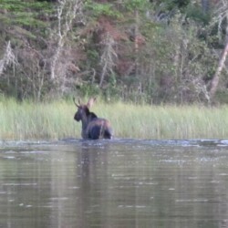 moose hunting