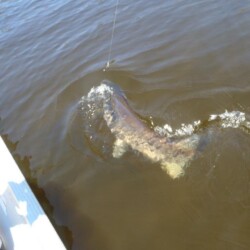 northern pike fishing