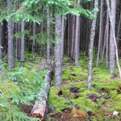 wilderness of woman river camp