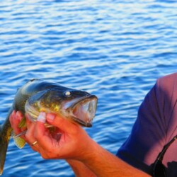 walleye fishing