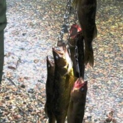 walleye fishing