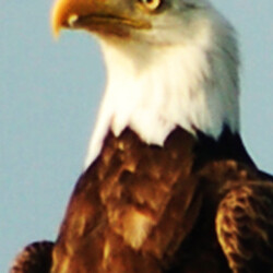 bald eagle