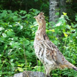 hunting at woman river camp