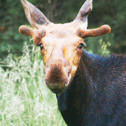 hunting at woman river camp