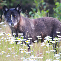 hunting at woman river camp