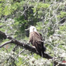 bald-eagle-ear-falls-ontario