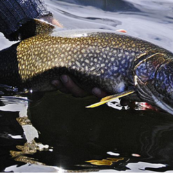 fishing at woman river camp