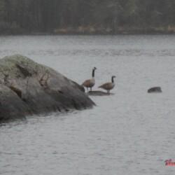 canadian-geese-on-remote-ontario-lake-shore