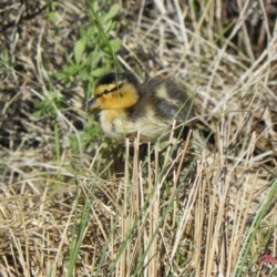 cute-duckling