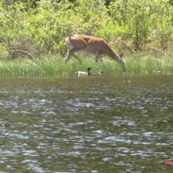 deer-on-lakeshore-with-duck-in-scene
