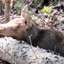 hunting at woman river camp