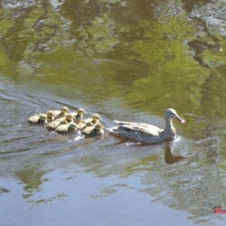 mother-duck-and-ducklings